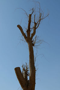 Low angle view of tree against clear sky