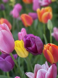 Close-up of red tulip