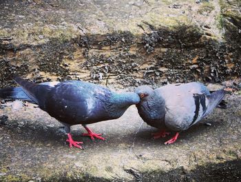 High angle view of pigeons on field