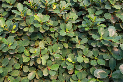 Full frame shot of plants growing on field