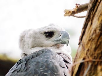 Close-up of eagle against sky