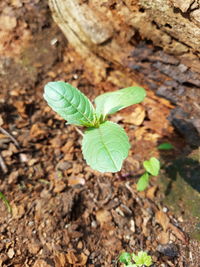 Close-up of fresh green plant