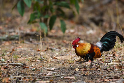 View of a bird on field