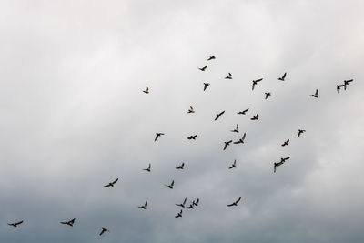 Low angle view of birds flying in sky