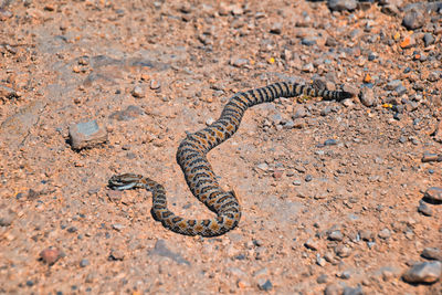 Close-up of snake on rock