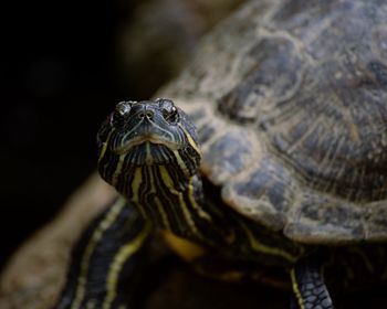 Close-up of tortoise