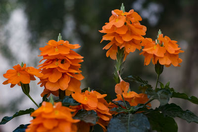 Close-up of orange marigold flowers