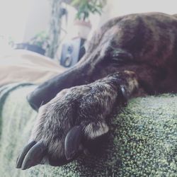 Close-up of dog sleeping on bed at home