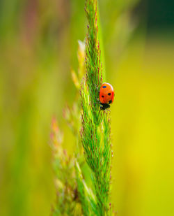 Nature's delicate guardian. red ladybug amongst meadow grass in northern europe