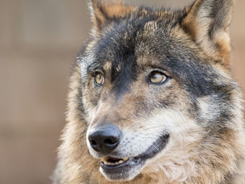 Close-up of wolf relaxing in forest