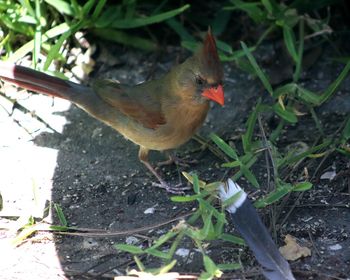 High angle view of bird perching on a field