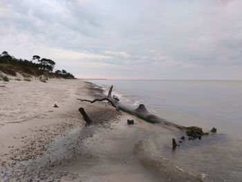 Driftwood on beach against sky