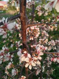 Close-up of cherry blossoms on tree