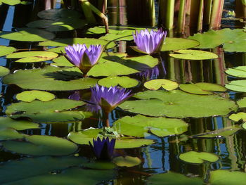 Close-up of purple water lily