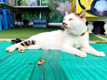 White cat sleeping