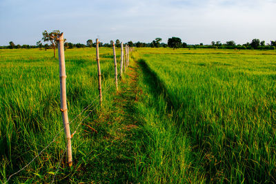 Scenic view of agricultural field against sky