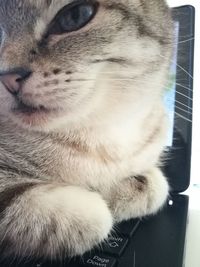 Close-up of cat sleeping