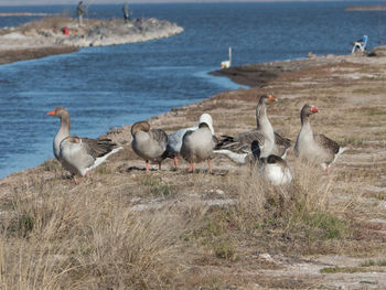 Flock of birds on beach