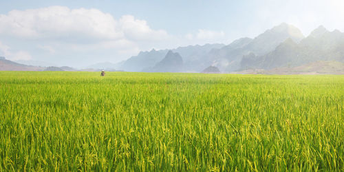 Scenic view of agricultural field against sky