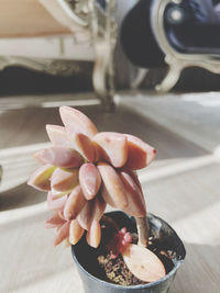 Close-up of potted plant on table