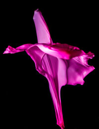 Close-up of pink flower over black background