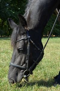 Close-up of black horse standing on field