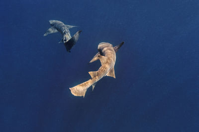 Nurse sharks swimming in deep blue sea