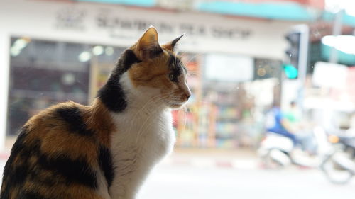 Close-up of a cat looking away
