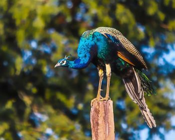 Close-up of bird perching on wooden post