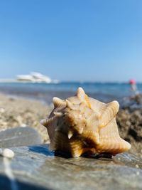 Close-up of shell on beach against clear sky