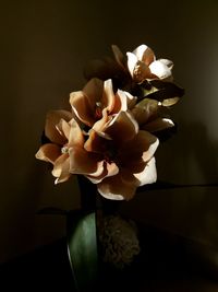 Close-up of flowers