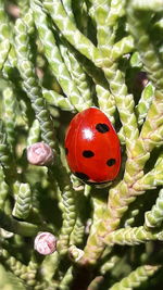 Close-up of ladybug on plant