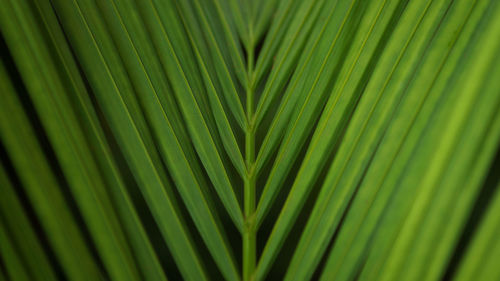 Full frame shot of palm leaf