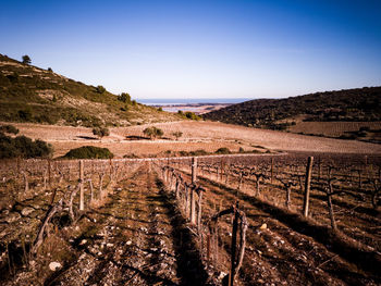 Scenic view of vineyard against clear blue sky