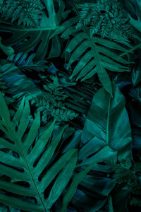 Full frame shot of fresh green leaves