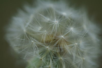 Close-up of dandelion on plant