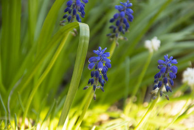 Close-up of purple flowering plant