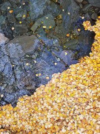 High angle view of yellow water on rock