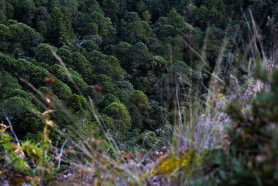 Trees growing in forest