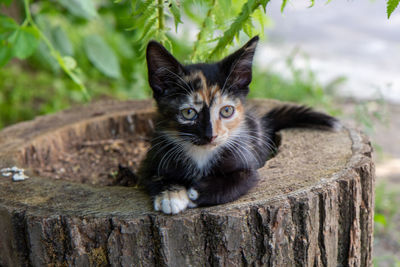 Portrait of black cat