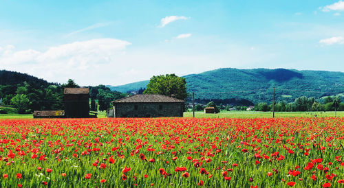 Scenic view of flowering plants on field against sky
