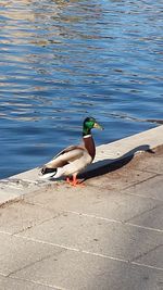 Bird perching on shore