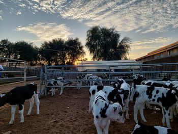 Bull standing on field against sky during sunset