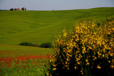 Scenic view of agricultural field against sky