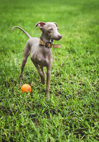 View of a dog on grassy field