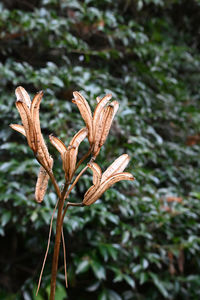 plant