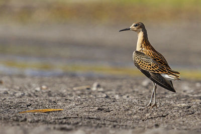 Close-up of bird perching on a land