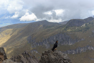 View of birds on rock against sky