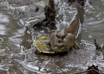 High angle view of turtle swimming in water