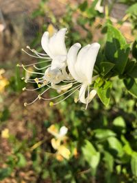 Close-up of white flowering plant